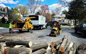 Best Leaf Removal  in Dillingham, AK