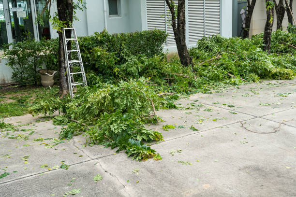 Best Seasonal Cleanup (Spring/Fall)  in Dillingham, AK
