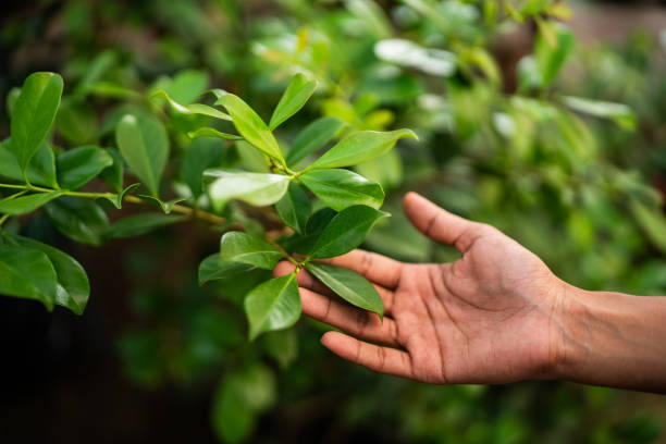 Best Arborist Consultation Services  in Dillingham, AK