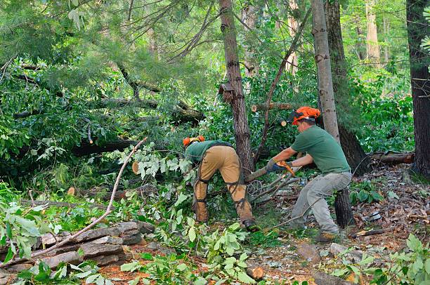 How Our Tree Care Process Works  in  Dillingham, AK